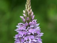 Zarte Knabenkraut Orchidee mit Blütentrieben